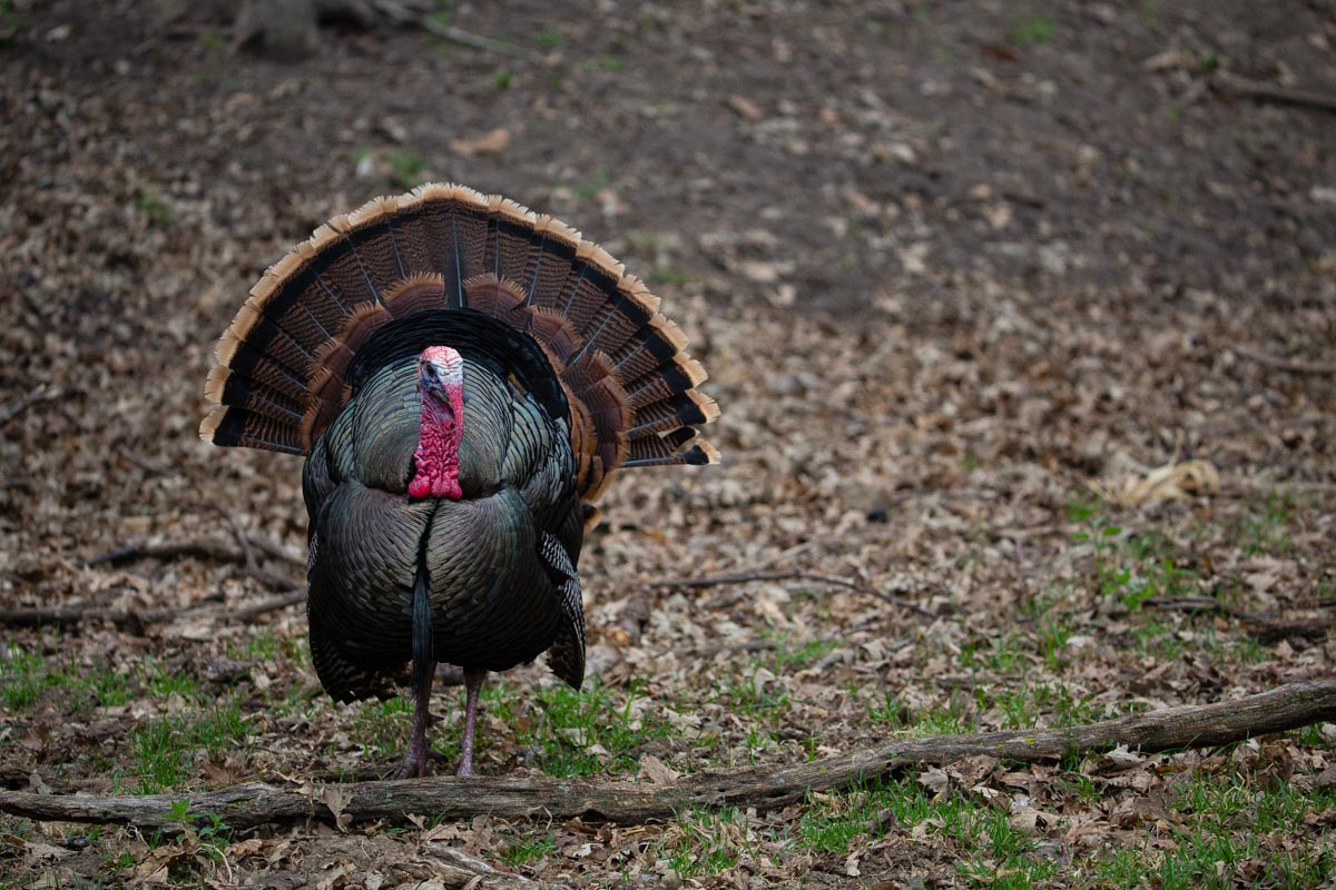 A wild turkey struts on private land in Lancaster County. Photo by Jeff Kurrus.